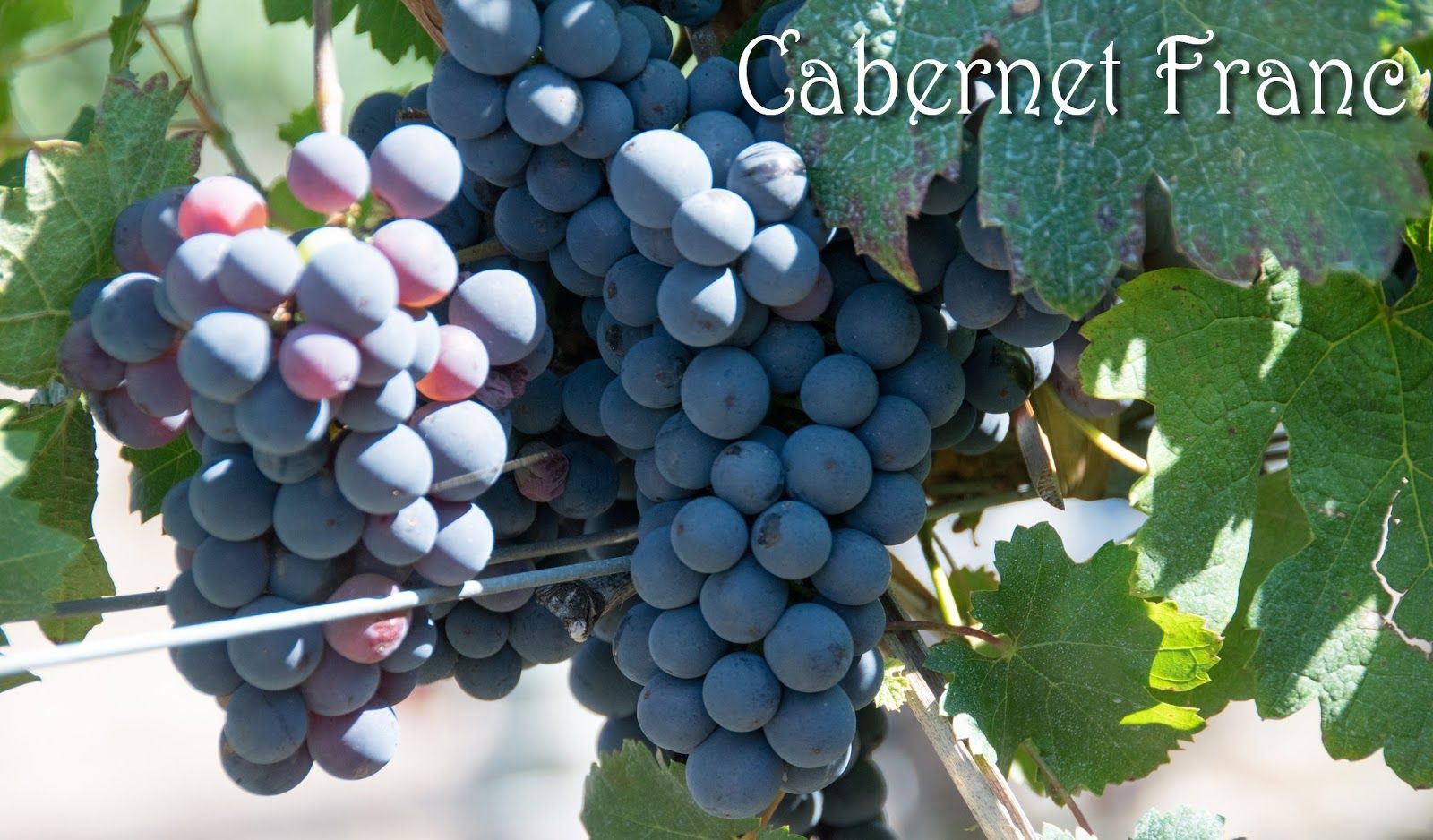 #QueSeCepa más sobre Cabernet Franc