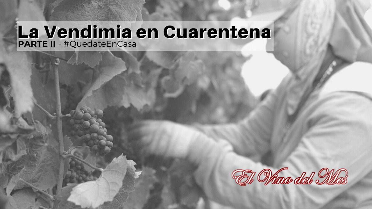 La Vendimia en Cuarentena parte II