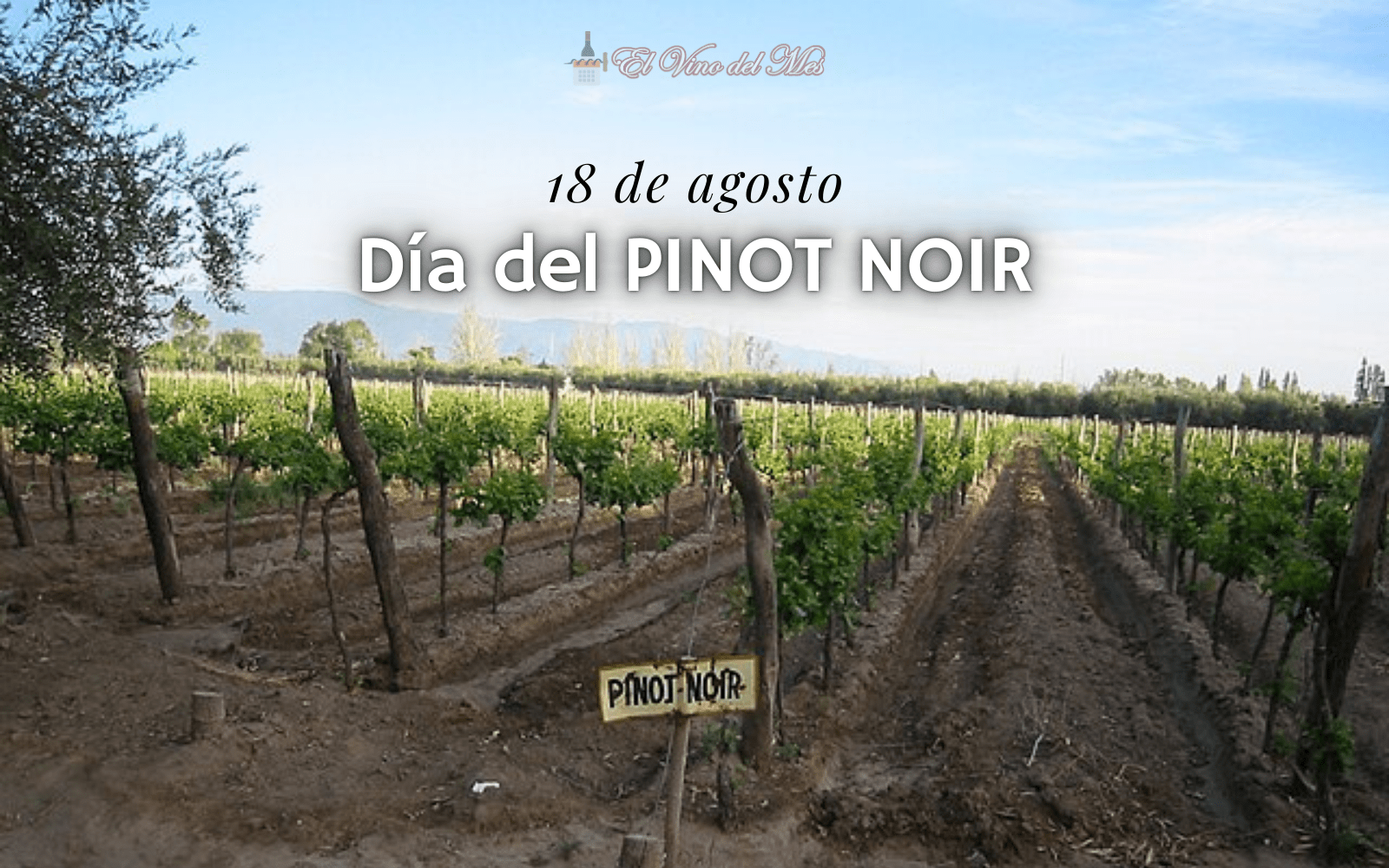 18 de agosto dia del Pinot Noir