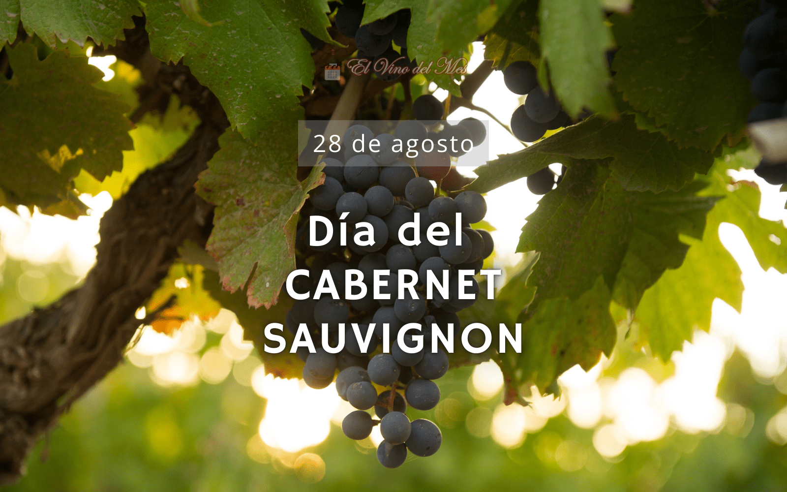 Dia del Cabernet Sauvignon